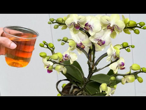 I Did This Very Easy Thing And Amazingly, Orchids Bloom Non-Stop All Year Round