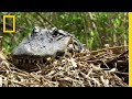 Alligator Behavior and Characteristics