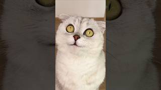 Sonya…🙄 #cat #cats #funny
