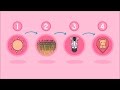 Food Web Dynamics and Energy Flow