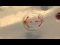 Chemical Reactions and Solubility