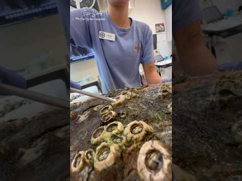 Sea Turtle Barnacle INFESTATION Treatment