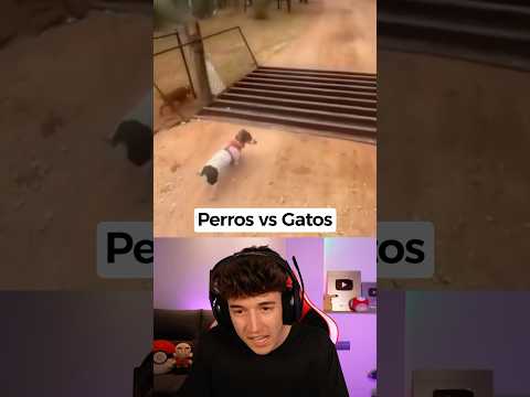 Perros🐶 vs Gatos😺