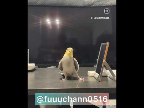 インスタLIVEのワンシーン♪オカメの風太