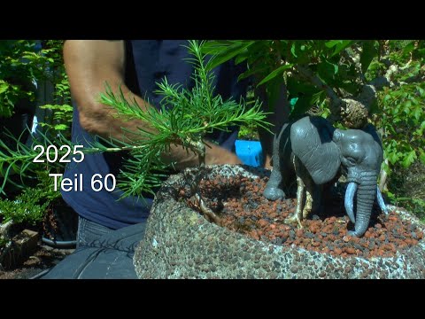 Bonsai im Juli. Arbeiten an den Bäumen und Vielerlei Eindrücke mit den kleinen Bäumen