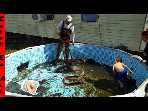 DRAINING POOL FILLED with EXOTIC FISH!