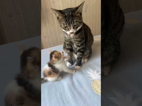 #cats #viralvideo #bestfunnyvideos
