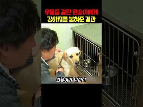 우울증 걸린 원숭이에게 강아지를 붙혀준 결과