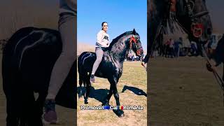 @PromovariCaiRomania #يوميات_ترند #حصان #ترند_خيل #usahorses #horse #arabianhorseworld #cal