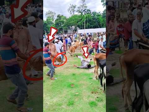 The cow gave the cow to the brother. 🤣 #super #funny #youtube #short #trending #video #for #everyone