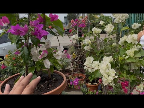 Mucho cuidado!!! Esto debes de hacer antes de comprar una planta en un Vivero de El Salvador