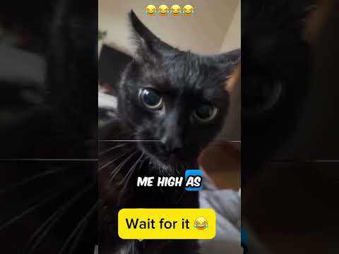 😂😂 #voiceover #PetsOfTikTok #dogsoftiktok #catsoftiktok #foryou