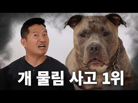66%의 압도적 개물림 사고 지분율 | 견종백과 핏불 테리어편