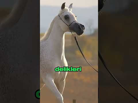 Arap Atı Neden Bu Kadar Hızlı? 🐎 Efsane Soyun Şaşırtıcı Sırları!