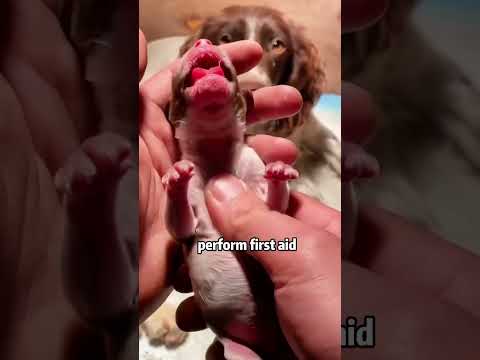 Corgi baby turned into a doll #shortvideo #animals #rescue #cuteanimals #dog #corgi #cute