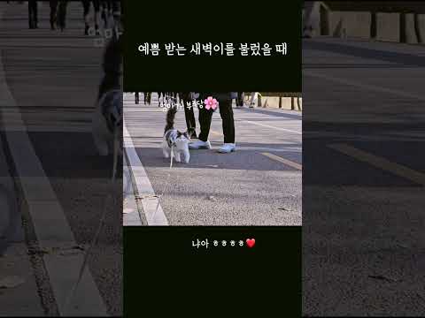 집사 목소리에 뚱땅뚱땅 걸어오는 고양이 ㅜㅠ❤️