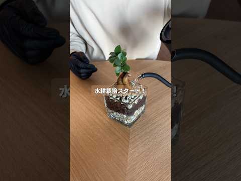 【92日/100日】ダイソーだけで揃える観葉植物水耕栽培生活スタート！水耕栽培🔰なので、アドバイスあったらコメントで教えてください！#一人暮らし #観葉植物