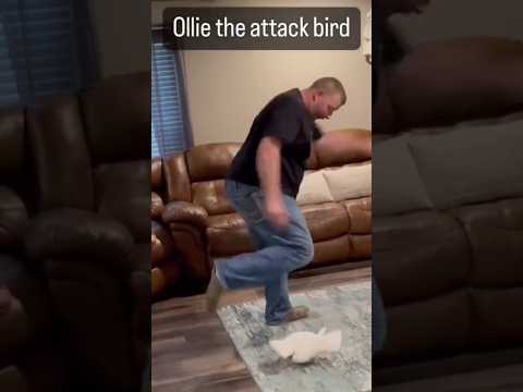 Ollie the attack bird😄😄 #cuteparrot #birds #funny #parrot #cute #comedy #youtubeshorts #shorts #art