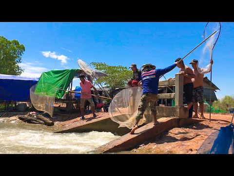 Real life 100% Net Fishing Under A Dam At The Countryside, How To Net Fishing (Episode 6)