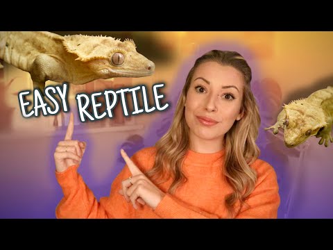 Watch This Before Getting A Crested Gecko!