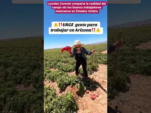 REALIDAD DE LA COSECHA DE ALIMENTOS EN EEUU SIN LOS BUENOS TRABAJADORES MEXICANOS