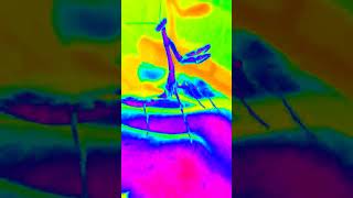 world premiere of Monty the Mantis in his first ever music video 😎🎶