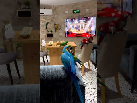 تربية الببغاء عالم الطيور