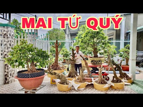 PHÔI MAI TỨ QUÝ ngày 20/7/2025 (#0782850114 HỮU TÀI) ngày 20/7/2025 -  @bonsai Can Tho