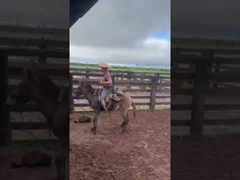 publicado por Daniel agronegócios #cavalo #fazenda