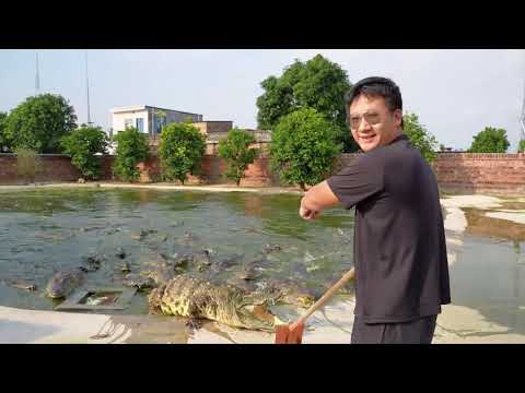 Big crocodiles after autumn Feed 2000 kilograms of chicken skeletons to see the effect