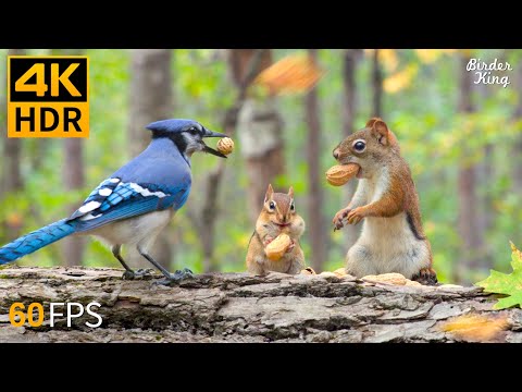 Cat TV for Cats to Watch 😺 Fall in Love with Chipmunks, Birds, Squirrels 🐿 4K HDR 60FPS