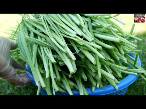 1 Ngày của Vành Khuyên - Hành Nhiều Quá Làm Gì Cho Hết Đây Cô Bác, Anh Chị Em và Các Bạn Ơi?