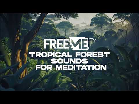 Tropical Forest Sound For Meditation