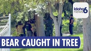 Crews catch black bear from up in Nampa tree