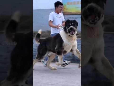 Monster Alabai - Central Asian Shepherd Dog🥵🔥🔥 #shorts