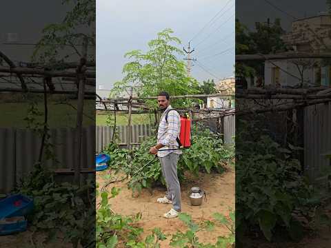 మన చిన్న తోటలో స్ప్రే చేయడానికి || మ్యానువల్ గార్డెన్స్ ప్రేయర్ తీసుకున్నాను #viral #hype