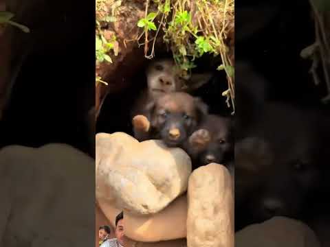 #dog #puppy #animals #usa #newyork