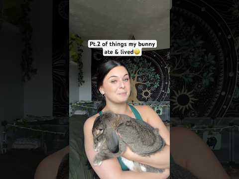 Invincible Bunny #pet #bunny #bunnies #rabbit #rabbits #cutepets #pets