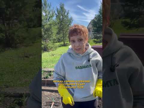 Как КИТАЙЦЫ КАРТОШКУ сажают? Китайский метод!