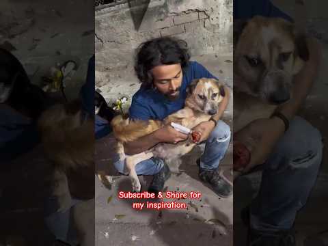 Street Dog Rescue Stories: Love, Care, and Healing Touch 🐾❤️ #StreetDogRescue