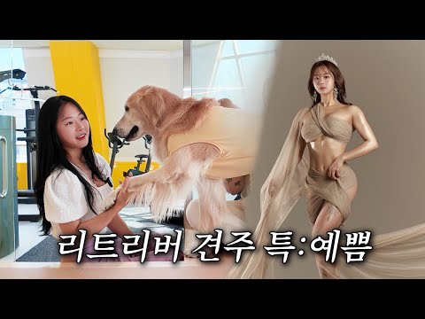 제 다이어트의 비결이요? 리트리버 2마리 키워요~^^ | 미모의 운동선수 출신 리트리버 집사의 삶