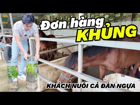 Lạc Vào Trang Trại Ngựa Triệu Đô của anh khách VIP Ở Ngoại Ô Hà Nội - Chuyến Giao Sâm Đặc Biệt
