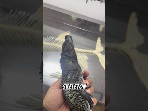 GODZILLA ADA DI INDONESIA? Kita jadikan skeleton