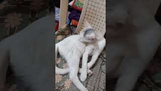 🤍🤍😻🤍😻🤍😻🤍😻🤍😻🤍🤍😻🤍😻