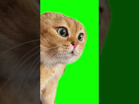 猫ミームアイドル #shorts