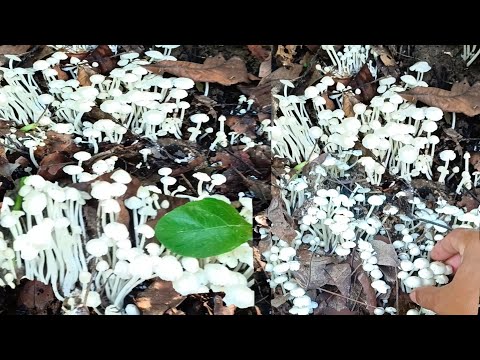 เก็บเห็ดปลวกออกเต็มโพนเลยครับ