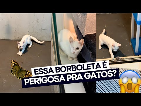 O ENZO BEIJINHO PEGOU UMA BORBOLETA GIGANTE! 😱🦋