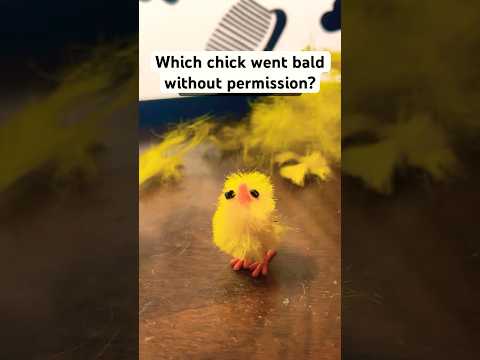 Which chicken went bald without permission?