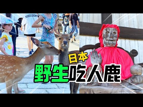 😂大家也遇到愛啃人的奈良小鹿了嗎？！