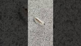 haven't seen a caterpillar in years